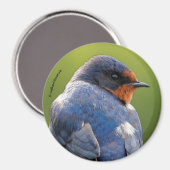 Beauful Barn Swallow Magneet (Voorkant / Achterkant)