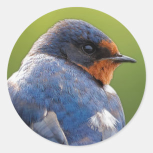 Beauful Barn Swallow Ronde Sticker