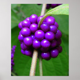 Beauful Beautyberry Print