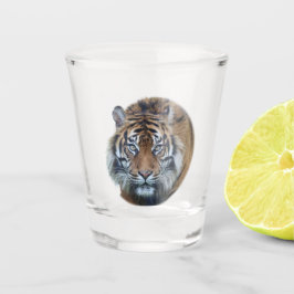 Beauful Bengal Tiger Face Photo Shot Glass Shot Glas