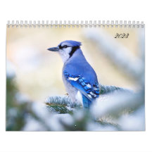 Beauful Bird Photography Wall Calendar Song Bird