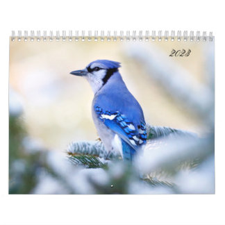 Beauful Bird Photography Wall Calendar Song Bird Kalender