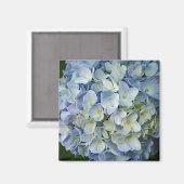 Beauful Blue Hydrangea Flowers Foto Magneet (Voorkant / Achterkant)