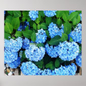 Beauful Blue Hydrangeas Poster (Voorkant)
