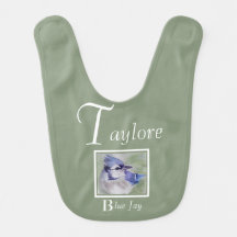 Beauful Blue Jay Bird