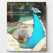 Beauful Blue Male Peacock Barn EASEL Fotoplaat (Voorkant)