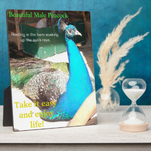 Beauful Blue Male Peacock Barn EASEL Fotoplaat