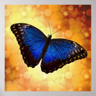 Beauful Blue Morpho Butterfly Bokeh Poster