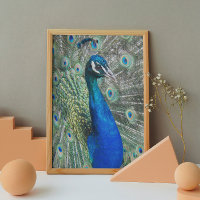 Beauful Blue Peacock Photo Glossy