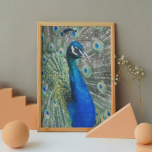 Beauful Blue Peacock Photo Glossy Perfect Poster