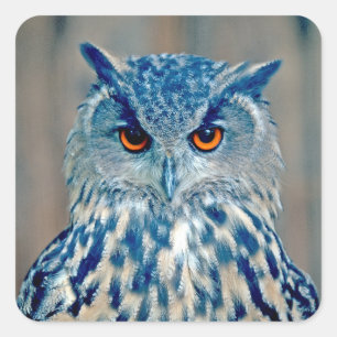 Beauful Blue Uhu Raptor Owl Vierkante Sticker