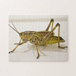 Beauful Bug Grasshop Sneusfoto Puzzle Legpuzzel