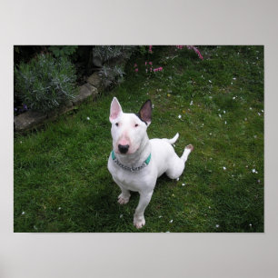 Beauful Bully English Bull Terrier Poster