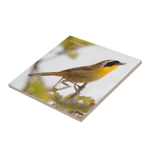 Beauful Common Yellowkeel Warbler Songbird Tegeltje