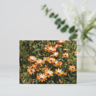Beauful Daisy Flowers Briefkaart