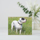 Beauful Dogo Argentino Briefkaart (Staand voorkant)
