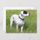 Beauful Dogo Argentino Briefkaart (Voorkant / Achterkant)