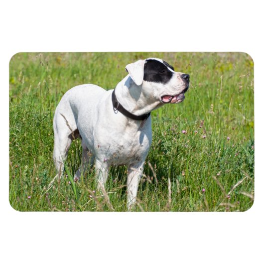 Beauful Dogo Argentino Magneet (Horizontaal)