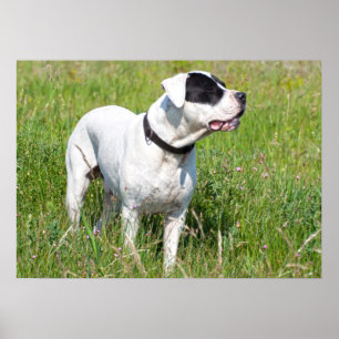 Beauful Dogo Argentino Poster