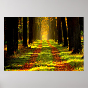 Beauful Forest Path Road Poster