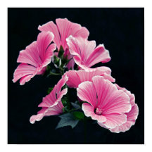 Beauful Garden Pink Mallow Rozen Flowers