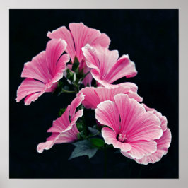 Beauful Garden Pink Mallow Rozen Flowers Poster