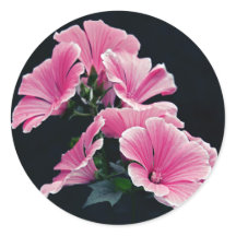 Beauful Garden Pink Mallow Rozen Flowers