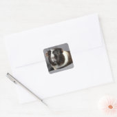 Beauful Guinea Pig Stickers (Envelop)