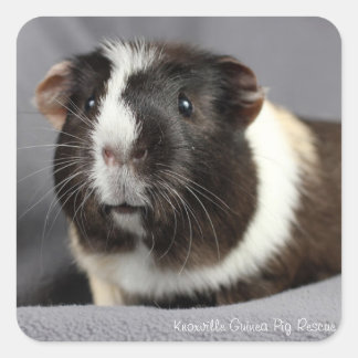 Beauful Guinea Pig Stickers