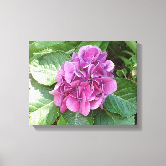 Beauful Hydrangea Canvas Afdruk (Voorkant)