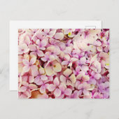 Beauful Hydrangea Flowers Briefkaart (Voorkant / Achterkant)
