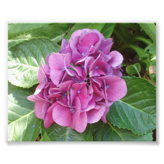 Beauful Hydrangea Foto Afdruk (Voorkant)