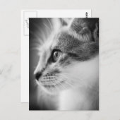 Beauful Kitten Briefkaart (Voorkant / Achterkant)