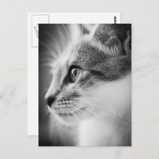 Beauful Kitten Briefkaart (Voorkant / Achterkant)