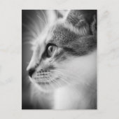 Beauful Kitten Briefkaart (Voorkant)