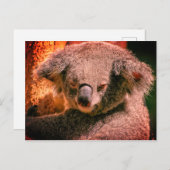 Beauful Koala Briefkaart (Voorkant / Achterkant)
