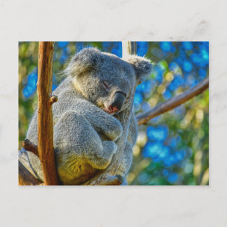 Beauful Koala Briefkaart