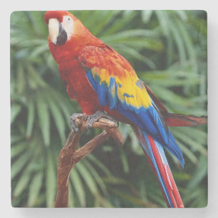 Beauful Macaw Stone Onderzetter