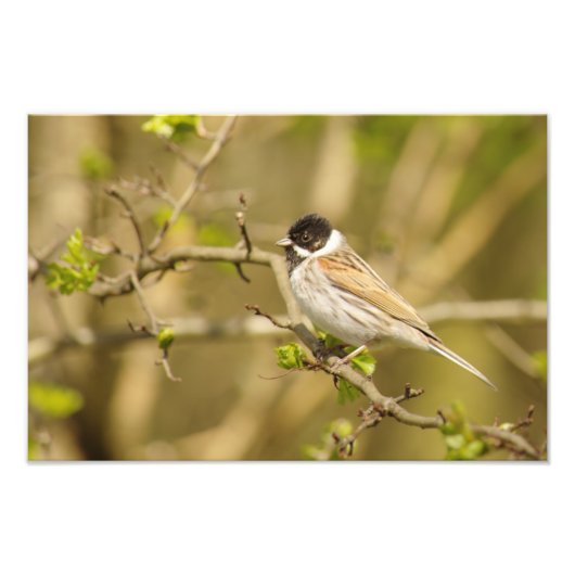 Beauful Male Reed Bunting Foto Afdruk (Voorkant)