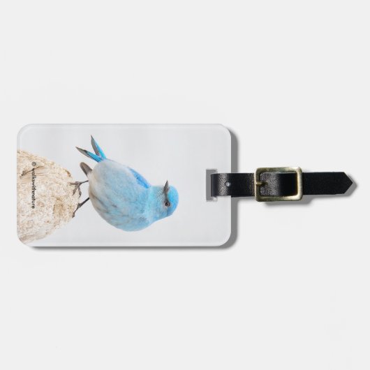 Beauful Mountain Bluebird Songbird bij Beach Bagagelabel (Voorkant horizontaal)