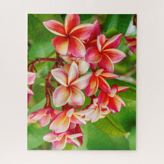 Beauful Plumeria Flowers Legpuzzel (Verticaal)