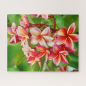 Beauful Plumeria Flowers Legpuzzel (Horizontaal)