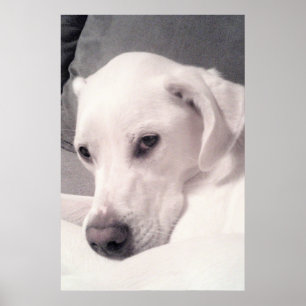 Beauful Regal White Labrador Mix Dog Grey Poster