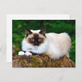 Beauful Siamese Cat Photo Briefkaart (Voorkant / Achterkant)