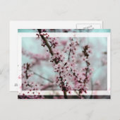 Beauful Spring Cherry Blossom Briefkaart (Voorkant / Achterkant)