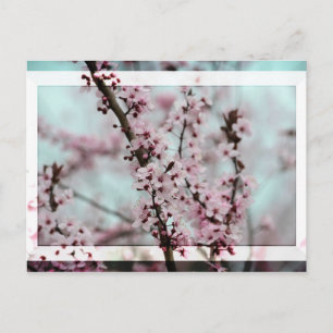 Beauful Spring Cherry Blossom Briefkaart