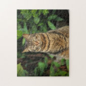 Beauful Tabby Cat Legpuzzel (Verticaal)