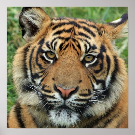 Beauful Tiger Photo Poster (Voorkant)