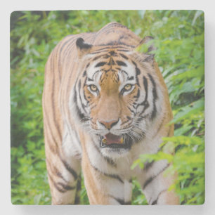 Beauful Tiger Stone Onderzetter