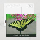Beauful Tiger Swallowtail Butterfly Briefkaart 5 (Voorkant / Achterkant)